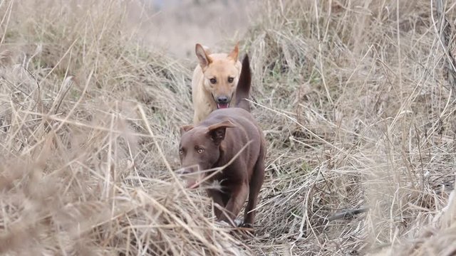 pets on a walk among dry grass