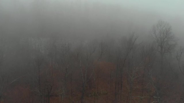 Establishing Shot of Cold Fog Wilderness