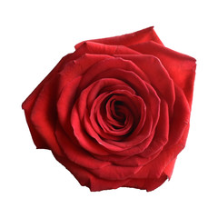 Red rose isolated on transparent background