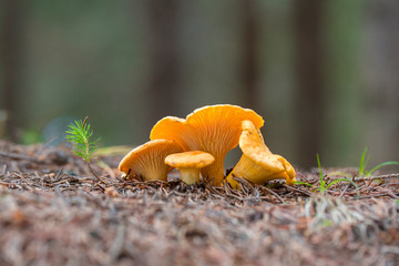 The Golden chanterelle (Cantharellus cibarius) - best edible mushroom. It is used also in mixed...