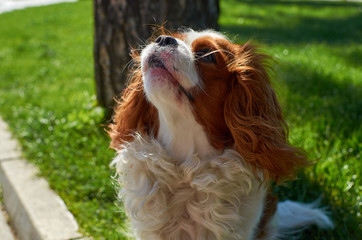 Adorable Cavalier King Charles spaniel looking up with a green lawn behind