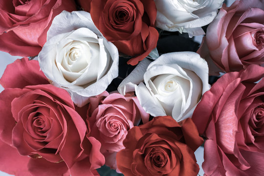 Close up view of desaturated roses.