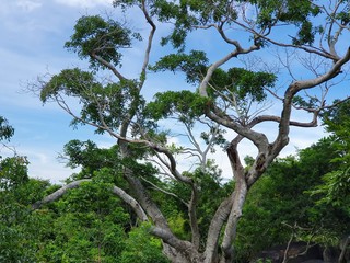 Fototapeta premium green life, tropical climate vegetation in summer season
