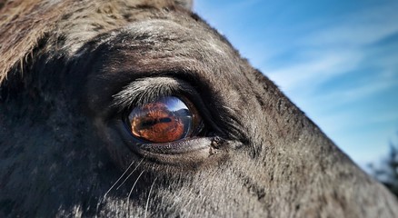eye of horse - Powered by Adobe