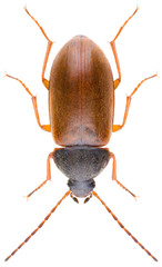 Isomira murina is a species of comb-clawed beetles belonging to the family Tenebrionidae subfamily Alleculinae. Close-up of isolated darkling beetle on white background.