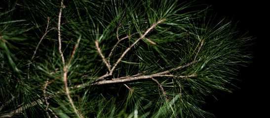 Long background with branches of coniferous tree at night