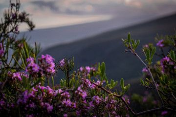 flores violetas en primer plano y montañas