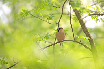 The hawfinch (Coccothraustes coccothraustes) is a passerine bird in the finch family Fringillidae.