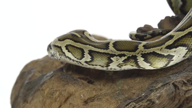 Royal Python or Python regius on wooden snag in studio against a white background. Close up