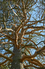 Big old tree with old and young branches against blue sky