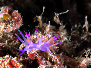 Fototapeta na wymiar Flabellina, underwater life