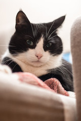 Thoughtful cat is watching