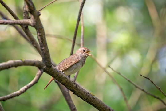 The thrush nightingale (Luscinia luscinia). Common nightingale (Luscinia megarhynchos) sits on a branch and sings.