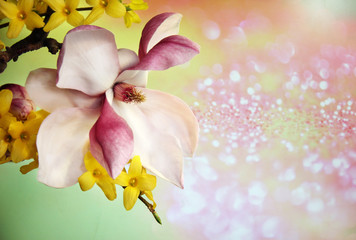 Magnolia branch, yellow flowers on pink background with bokeh