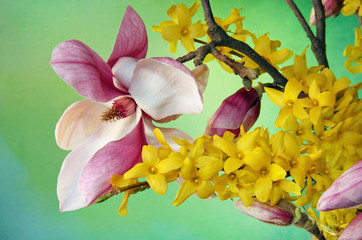 Pink magnolia branch and yellow flowers on green background