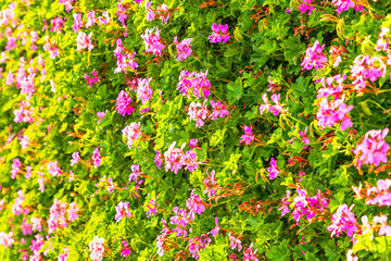 Fototapeta premium A green wall of small pink flowers