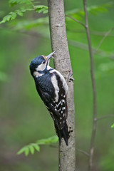 Female Great spotted woodpecker (Dendrocopos major) on tree in natural environment
