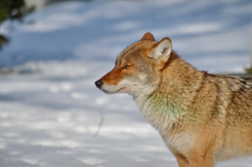 Wild Coyote in the winter in Ontario, Canada.