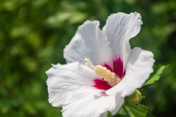 Fototapeta na wymiar Bright Hibiscus flower blooming in the tropical garden, in soft focus on natural green bokeh background