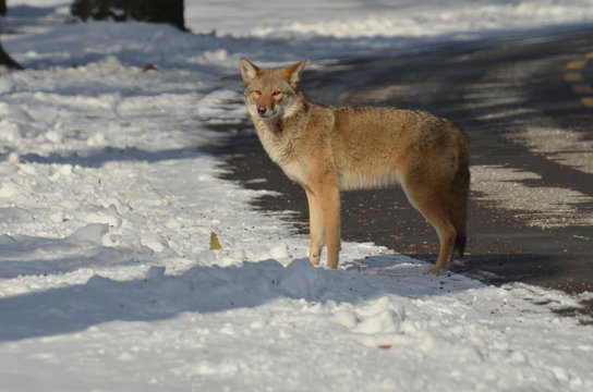 Wild Coyote in the winter in Ontario, Canada.
