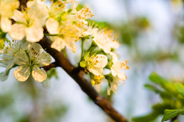 Background blooming beautiful white cherries in raindrops on a sunny day in early spring close up, soft focus