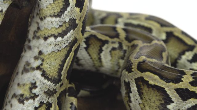 Royal Python or Python regius on wooden snag in studio against a white background. Close up