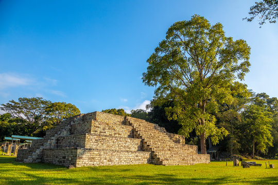 A Mayan pyramid next to a tree in Copan Ruinas temples. Honduras