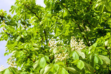Fototapeta na wymiar Flowering branches of chestnut Castanea sativa tree, and bright blue sky