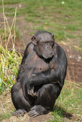 chimp reflecting on his day