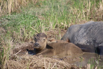Buffalo in thailand
