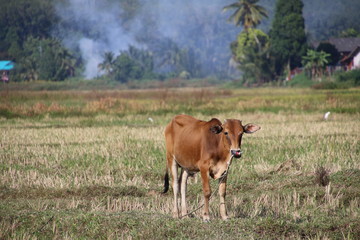 Krowa w Tajlandii © kubakrzes