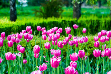 Fototapeta premium colorful tulips in early spring in the garden