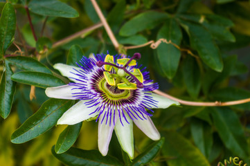 passion flower Passiflora caerulea Passionflower against green garden background