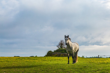 A horse in the Sussex countryside on a spring morning
