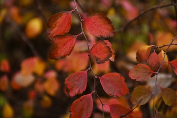 Fototapeta premium autumn leaves on tree