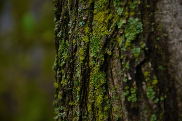 moss on tree
