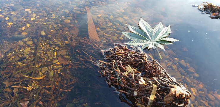 Cannabis Leaf Rocky Kelp Pool_1