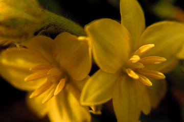 Photograph of yellow flowers in South African field.