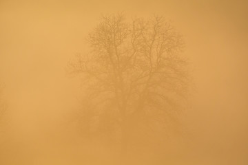 trees during foggy morning
