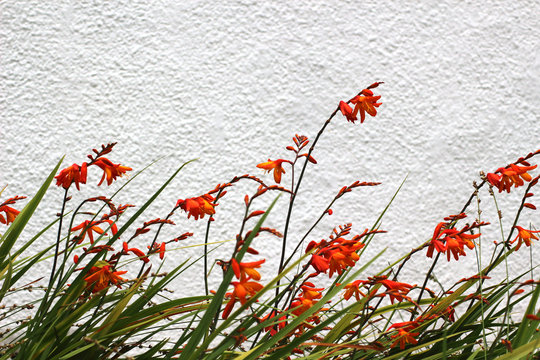 Crocosmia, known in the United States as coppertips or falling stars, and in the United Kingdom as montbretia