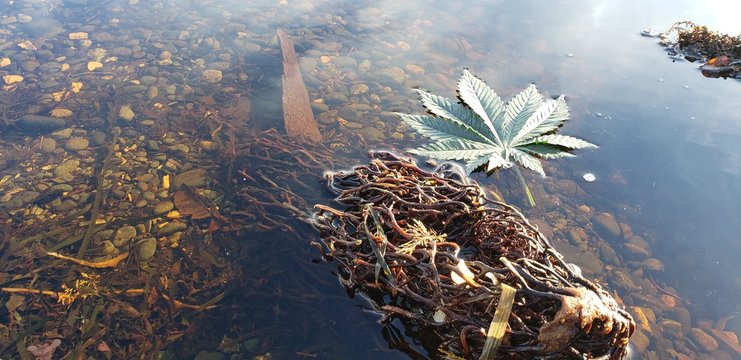 Cannabis Leaf Rocky Kelp Pool_2