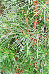 Naklejka na ściany i meble Umbrella pine (Sciadopitys verticillata), plant in the greenhouse, macro photo.