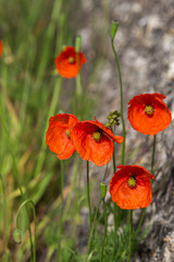 Poppies growing in the Sussex sunshine, with a shallow depth of field