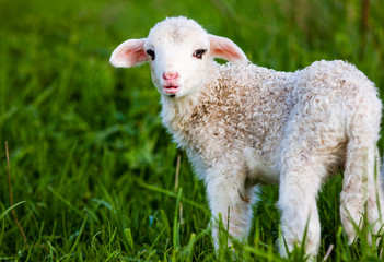Naklejka na ściany i meble portrait of cute little lamb grazing in green spring meadow