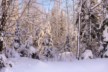 snow covered trees in the forest 