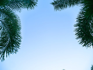 Obraz premium christmas tree with copy space for your text