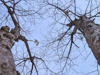 branches of a tree against blue sky