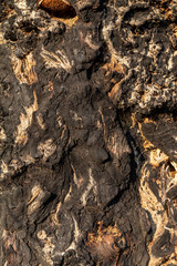 Old Weathered Tree Bark Texture