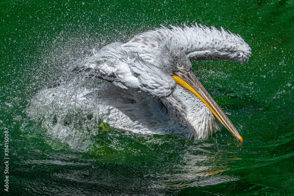 Wall mural a bathing pelican close up