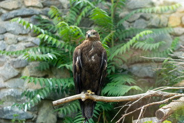 wild hawk sits on a branch against a background of stones and green leaves of a tree.
